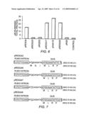 Polyubiquitin Rubi3 Promoter and 5  Regulatory Sequences diagram and image