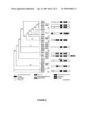 Plants Having Increased Yield and a Method for Making the Same diagram and image