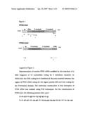 Long pentraxin ptx3 functional derivatives for preparing an autologous vaccine for the treatment of tumours diagram and image