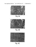 COMPOSITIONS AND METHODS RELATED TO TIM 3, A TH1-SPECIFIC CELL SURFACE MOLECULE diagram and image