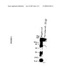 ACELLULAR IMMUNOGENIC COMPOSITIONS AND ACELLULAR VACCINE COMPOSITIONS AGAINST BACILLUS ANTHRACIS diagram and image