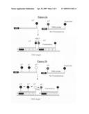 MINOR GROOVE BINDER - ENERGY TRANSFER OLIGONUCLEOTIDES AND METHODS FOR THEIR USE diagram and image