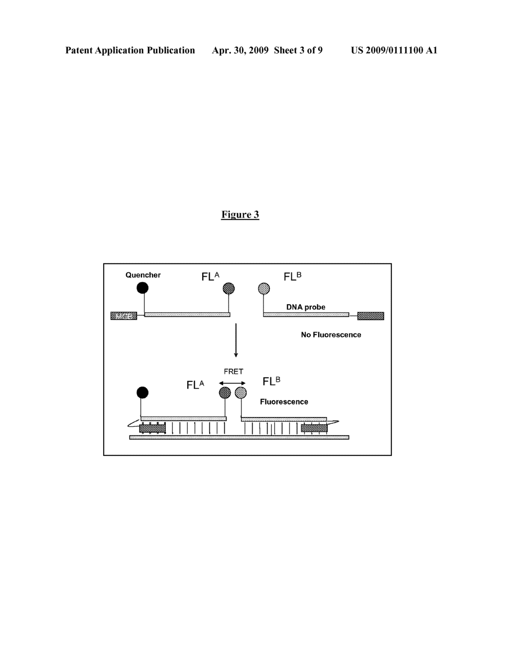 MINOR GROOVE BINDER - ENERGY TRANSFER OLIGONUCLEOTIDES AND METHODS FOR THEIR USE - diagram, schematic, and image 04