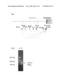ANDROGEN-DEPENDENT 1-F-AROMATASE REPORTER GENE diagram and image
