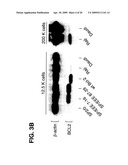 Methods and Compositions for Mammalian Cell Lines for Transfection and Protein Expression in Serum-Free Medium diagram and image