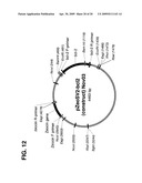 Methods and Compositions for Mammalian Cell Lines for Transfection and Protein Expression in Serum-Free Medium diagram and image