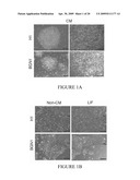 Maintenance of Embryonic Stem Cells by the GSK-3 Inhibitor 6-Bromoindirubin-3 -Oxime diagram and image