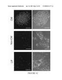 Maintenance of Embryonic Stem Cells by the GSK-3 Inhibitor 6-Bromoindirubin-3 -Oxime diagram and image