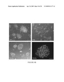 Maintenance of Embryonic Stem Cells by the GSK-3 Inhibitor 6-Bromoindirubin-3 -Oxime diagram and image