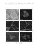 Maintenance of Embryonic Stem Cells by the GSK-3 Inhibitor 6-Bromoindirubin-3 -Oxime diagram and image