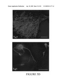 Maintenance of Embryonic Stem Cells by the GSK-3 Inhibitor 6-Bromoindirubin-3 -Oxime diagram and image