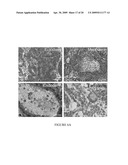 Maintenance of Embryonic Stem Cells by the GSK-3 Inhibitor 6-Bromoindirubin-3 -Oxime diagram and image