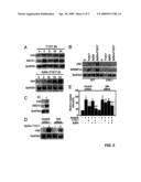 Compounds that Prevent Macrophage Apoptosis and Uses Thereof diagram and image