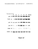 Angelicae Sinensis Extracts Useful for Treatment of Cancers diagram and image