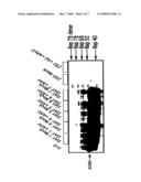 PARVOVIRUS METHODS AND COMPOSITIONS FOR KILLING NEOPLASTIC CELLS diagram and image