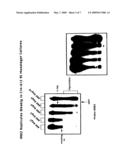 PARVOVIRUS METHODS AND COMPOSITIONS FOR KILLING NEOPLASTIC CELLS diagram and image