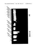 PARVOVIRUS METHODS AND COMPOSITIONS FOR KILLING NEOPLASTIC CELLS diagram and image