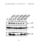 PARVOVIRUS METHODS AND COMPOSITIONS FOR KILLING NEOPLASTIC CELLS diagram and image