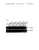 PARVOVIRUS METHODS AND COMPOSITIONS FOR KILLING NEOPLASTIC CELLS diagram and image