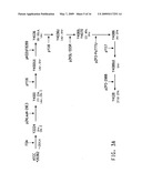 PEROXISOME BIOGENESIS FACTOR PROTEIN (PEX) DISRUPTIONS FOR ALTERING POLYUNSATURATED FATTY ACIDS AND TOTAL LIPID CONTENT IN OLEAGINOUS EUKARYOTIC ORGANISMS diagram and image