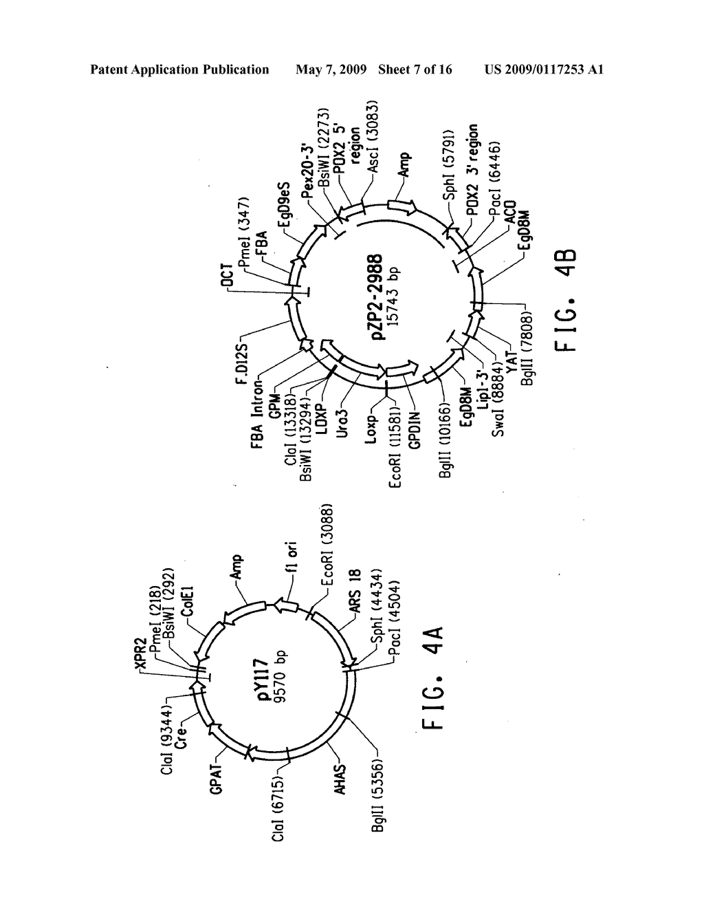 PEROXISOME BIOGENESIS FACTOR PROTEIN (PEX) DISRUPTIONS FOR ALTERING POLYUNSATURATED FATTY ACIDS AND TOTAL LIPID CONTENT IN OLEAGINOUS EUKARYOTIC ORGANISMS - diagram, schematic, and image 08