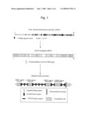 METHOD FOR MEASURING HUMAN MEGALIN diagram and image