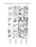 Methods and Compositions for Identifying a Cell Phenotype diagram and image