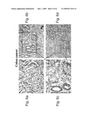 Methods and Compositions for Identifying a Cell Phenotype diagram and image