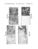 Methods and Compositions for Identifying a Cell Phenotype diagram and image