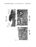 Methods and Compositions for Identifying a Cell Phenotype diagram and image