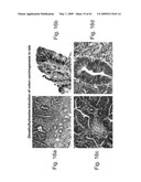 Methods and Compositions for Identifying a Cell Phenotype diagram and image