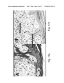 Methods and Compositions for Identifying a Cell Phenotype diagram and image