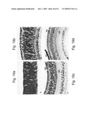 Methods and Compositions for Identifying a Cell Phenotype diagram and image