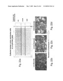 Methods and Compositions for Identifying a Cell Phenotype diagram and image