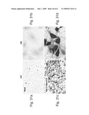 Methods and Compositions for Identifying a Cell Phenotype diagram and image