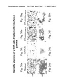 Methods and Compositions for Identifying a Cell Phenotype diagram and image