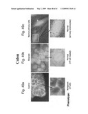 Methods and Compositions for Identifying a Cell Phenotype diagram and image