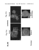 Methods and Compositions for Identifying a Cell Phenotype diagram and image