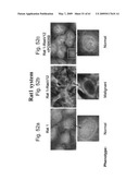 Methods and Compositions for Identifying a Cell Phenotype diagram and image