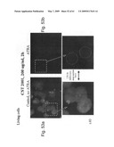 Methods and Compositions for Identifying a Cell Phenotype diagram and image