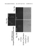 Methods and Compositions for Identifying a Cell Phenotype diagram and image