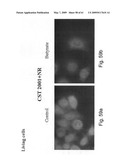 Methods and Compositions for Identifying a Cell Phenotype diagram and image