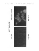 Methods and Compositions for Identifying a Cell Phenotype diagram and image