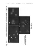 Methods and Compositions for Identifying a Cell Phenotype diagram and image