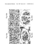 Methods and Compositions for Identifying a Cell Phenotype diagram and image