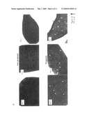 Use of the slug gene as a genetic marker in functions mediated by SCF (stem cell factor) and applications diagram and image