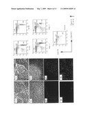 Use of the slug gene as a genetic marker in functions mediated by SCF (stem cell factor) and applications diagram and image