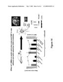 1-Methyl Nicotinamide and Derivatives for Treatment of Gastric Injury diagram and image