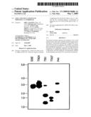 USPA1 AND USPA2 ANTIGENS OF MORAXELLA CATARRHALIS diagram and image