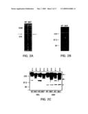 USPA1 AND USPA2 ANTIGENS OF MORAXELLA CATARRHALIS diagram and image